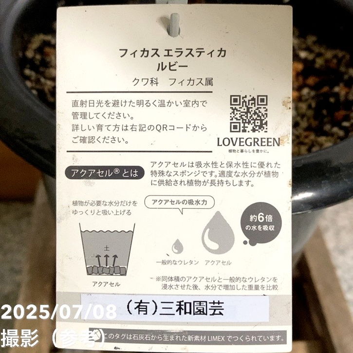 フィカス エラスティカ ルビー 6号｜観葉04-PA | 観葉・多肉,フィカス
