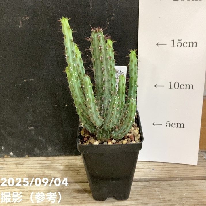 ユーフォルビア ロウウィー 2.5号｜観葉04-PA | 観葉・多肉 | 赤塚