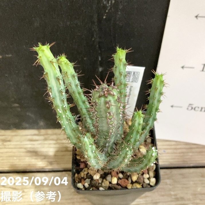 ユーフォルビア　ロウウィー ユーフォルビア ロウウィー 2.5号｜観葉04-PA | 観葉・多肉 | 赤塚