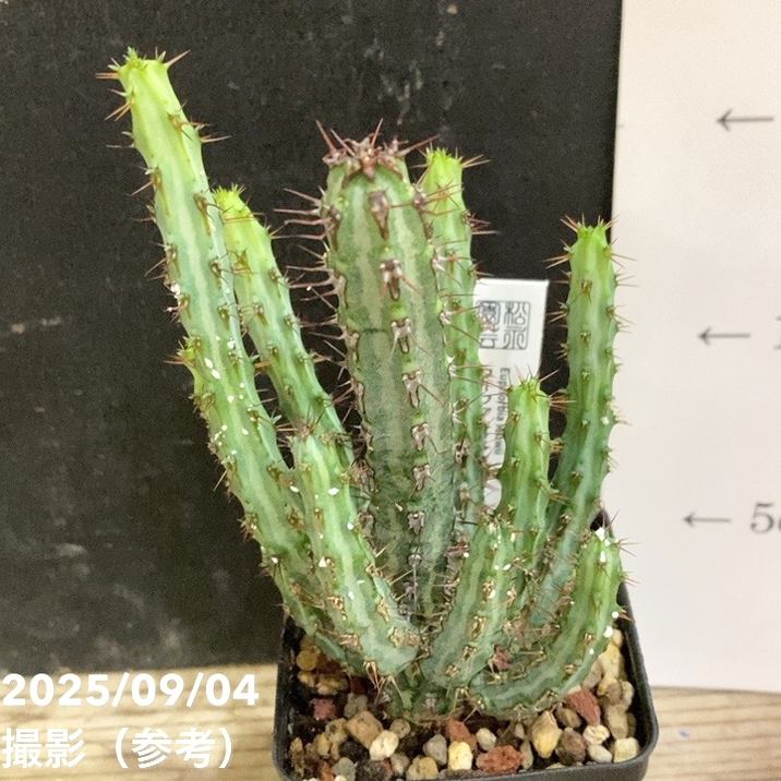 ユーフォルビア ロウウィー 2.5号｜観葉04-PA | 観葉・多肉 | 赤塚