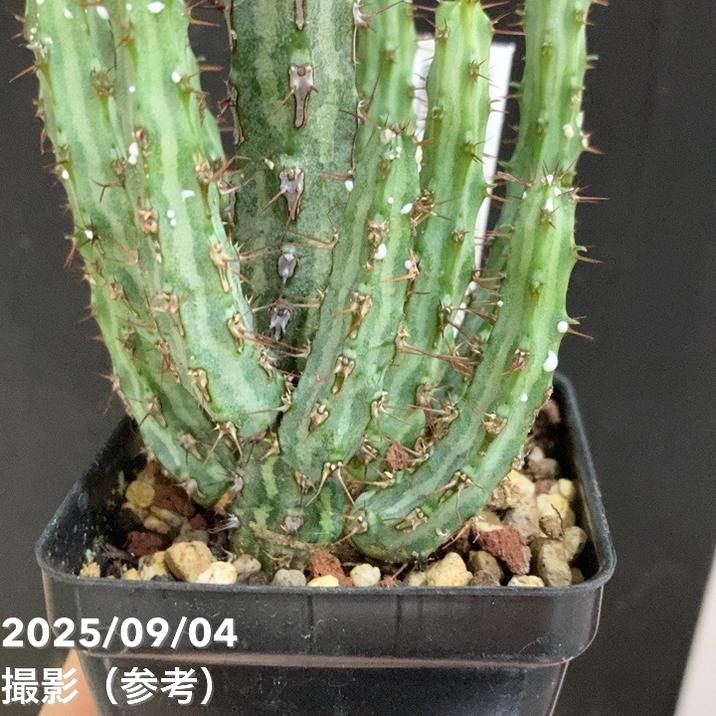 ユーフォルビア アクチノクラダ 2.5号｜観葉04-PA