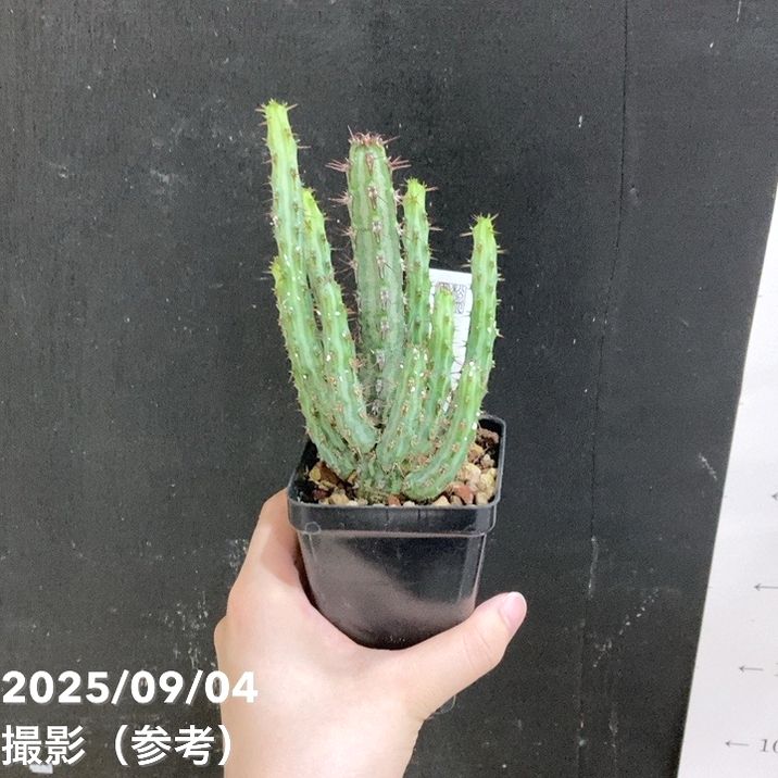 ユーフォルビア ロウウィー 2.5号｜観葉04-PA | 観葉・多肉 | 赤塚