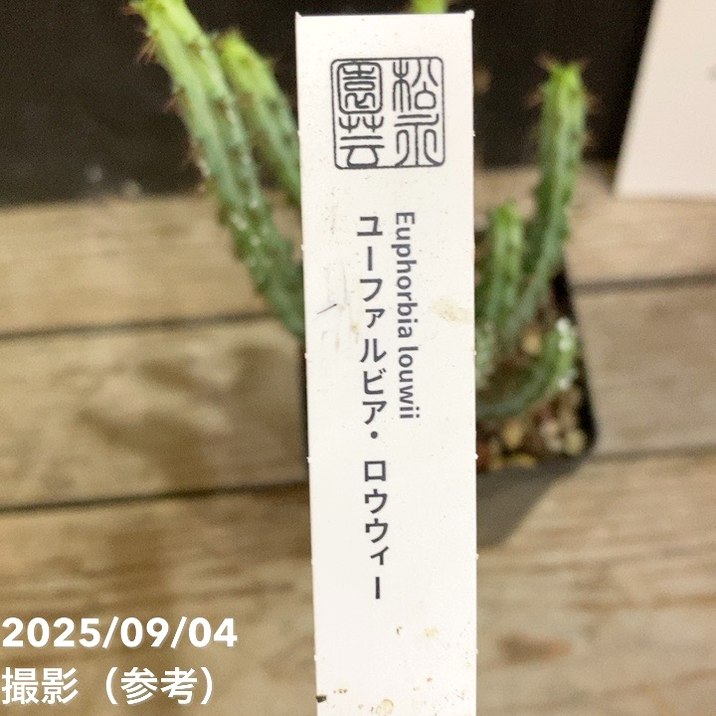 ユーフォルビア ロウウィー 2.5号｜観葉04-PA | 観葉・多肉 | 赤塚