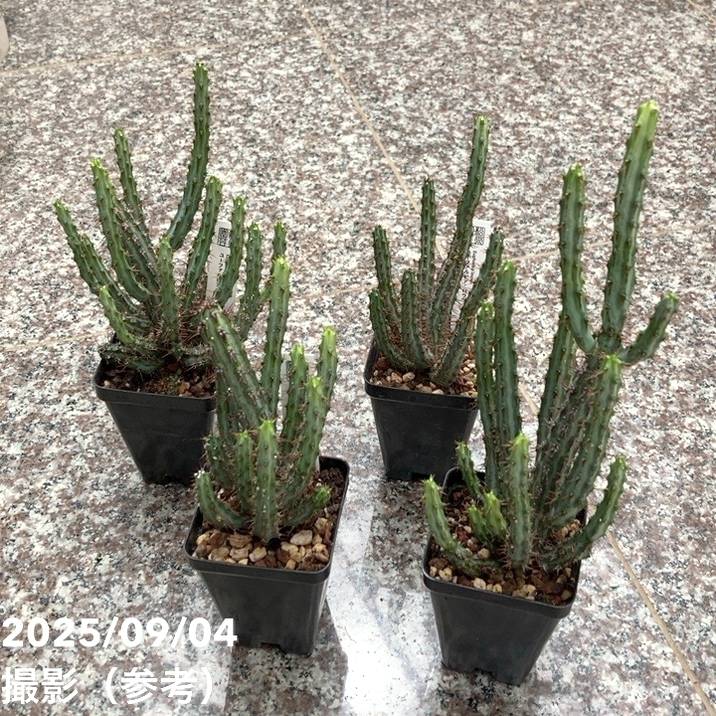 ユーフォルビア ロウウィー 2.5号｜観葉04-PA | 観葉・多肉 | 赤塚