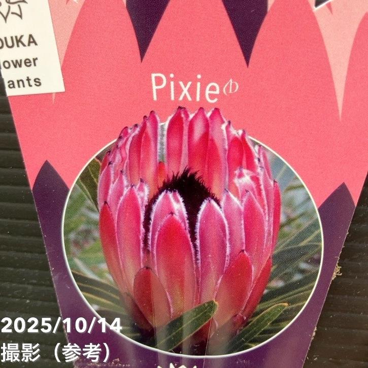 特価 現品お届け】プロテア ピクシー（3花付き）7号｜花木10-TU | 花木