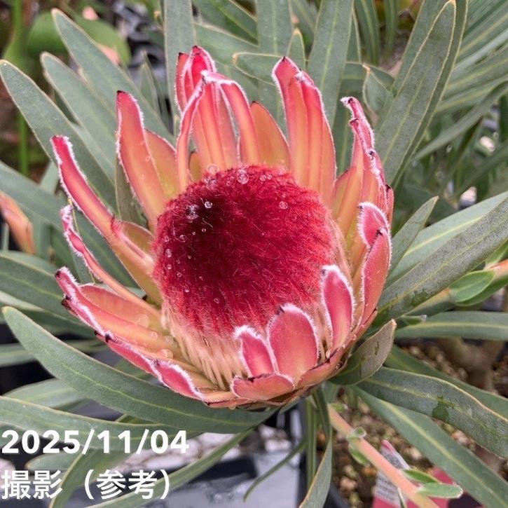 特価 現品お届け】プロテア ピクシー（3花付き）7号｜花木10-TU | 花木