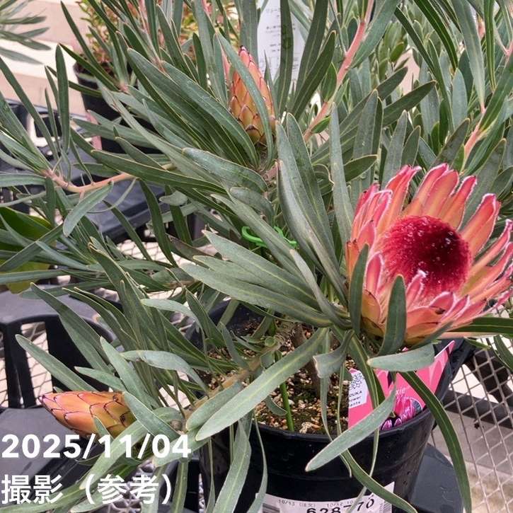 特価 現品お届け】プロテア ピクシー（3花付き）7号｜花木10-TU | 花木