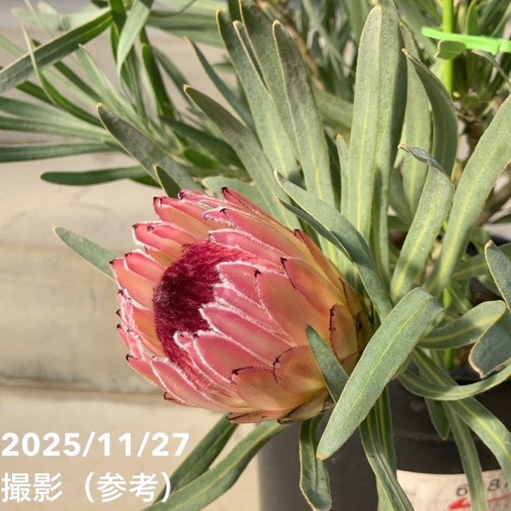 特価 現品お届け】プロテア ピクシー（3花付き）7号｜花木10-TU | 花木