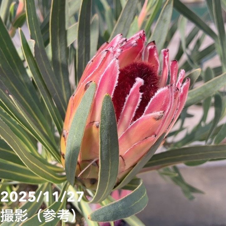 特価 現品お届け】プロテア ピクシー（3花付き）7号｜花木10-TU | 花木