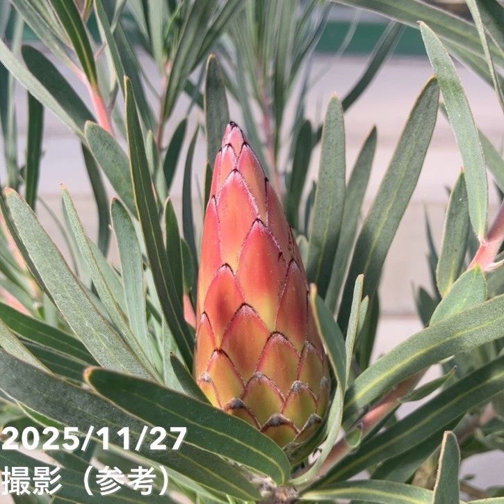 特価 現品お届け】プロテア ピクシー（3花付き）7号｜花木10-TU | 花木