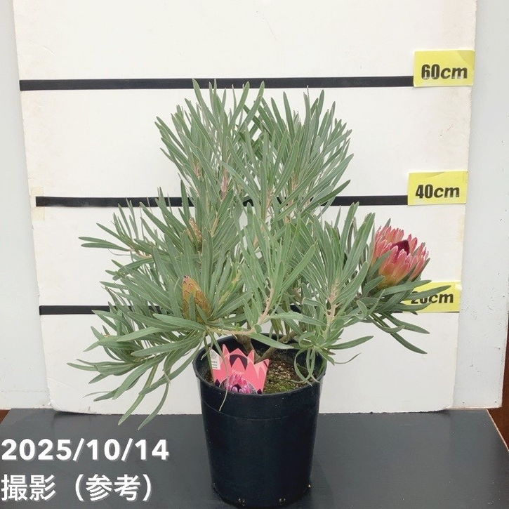 特価 現品お届け】プロテア ピクシー（3花付き）7号｜花木10-TU | 花木