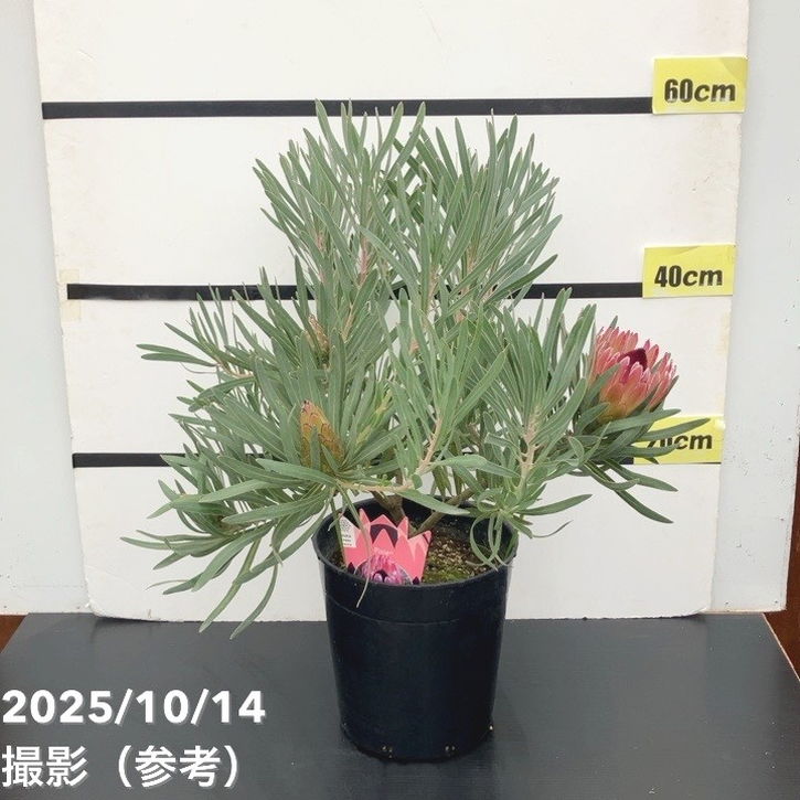 現品お届け】プロテア ピクシー（4花付き）7号｜花木10-TU | 花木