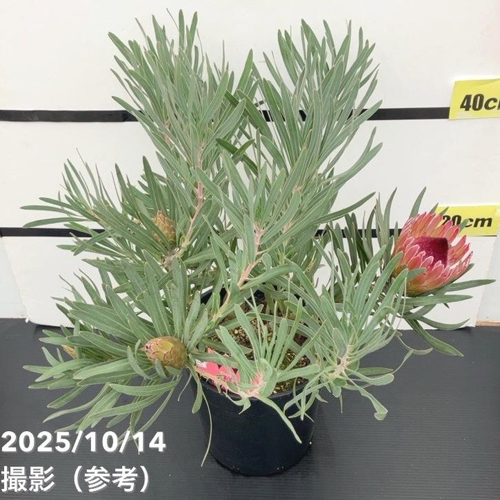 特価 現品お届け】プロテア ピクシー（3花付き）7号｜花木10-TU | 花木