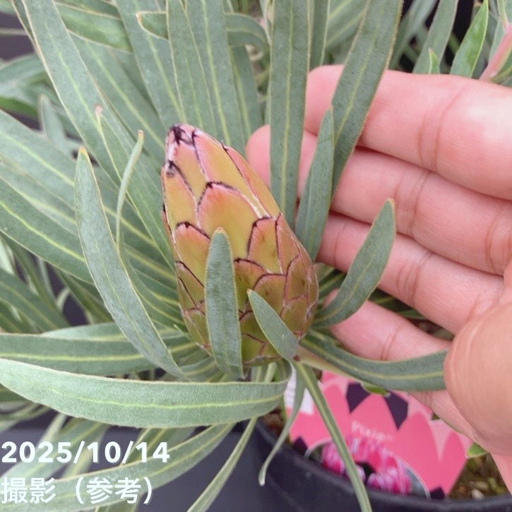 特価 現品お届け】プロテア ピクシー（3花付き）7号｜花木10-TU | 花木