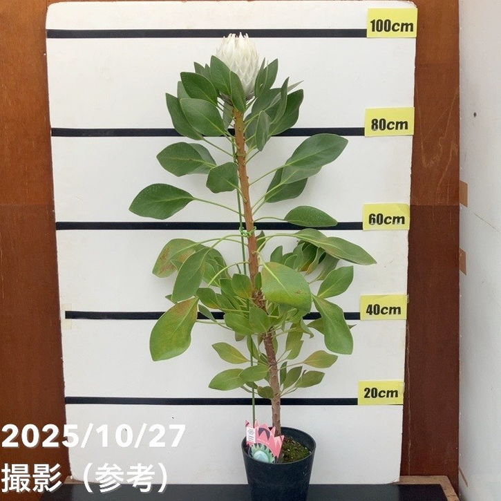 現品お届け】キングプロテア アークティックアイス 5号（3）｜花木10