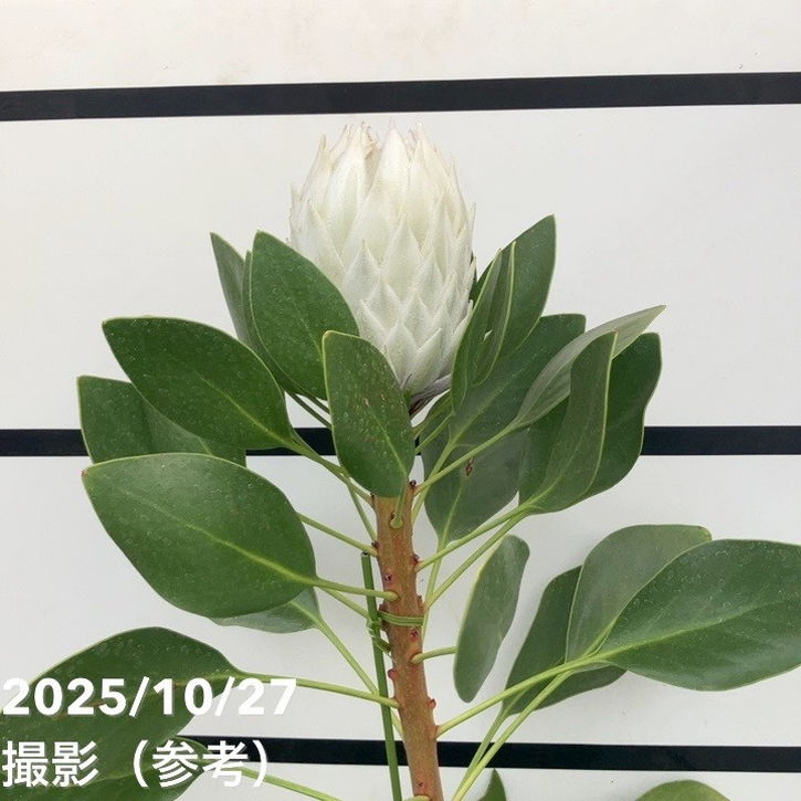 プロテア　アークティックアイス　3F　大株　1 現品お届け】キングプロテア アークティックアイス 5号（3）｜花木10