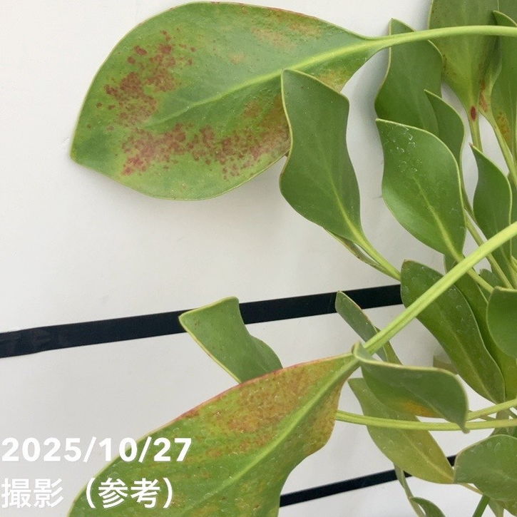 現品お届け】キングプロテア アークティックアイス 5号（3）｜花木10