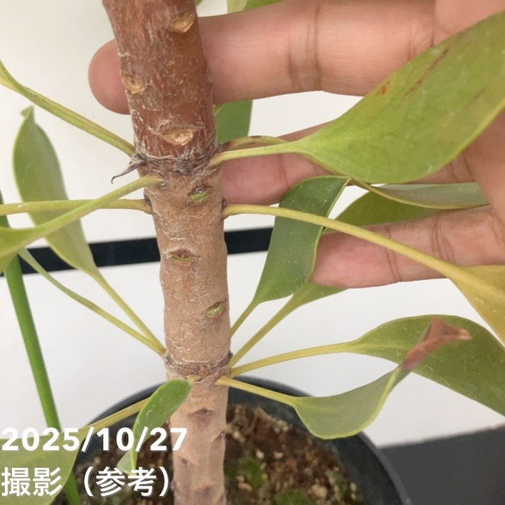 現品お届け】キングプロテア アークティックアイス 5号（3）｜花木10