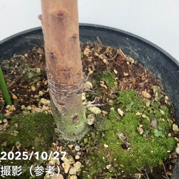 現品お届け】キングプロテア アークティックアイス 5号（3）｜花木10