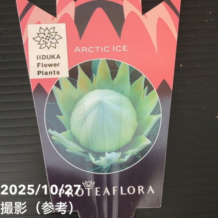 現品お届け】キングプロテア アークティックアイス 5号（3）｜花木10