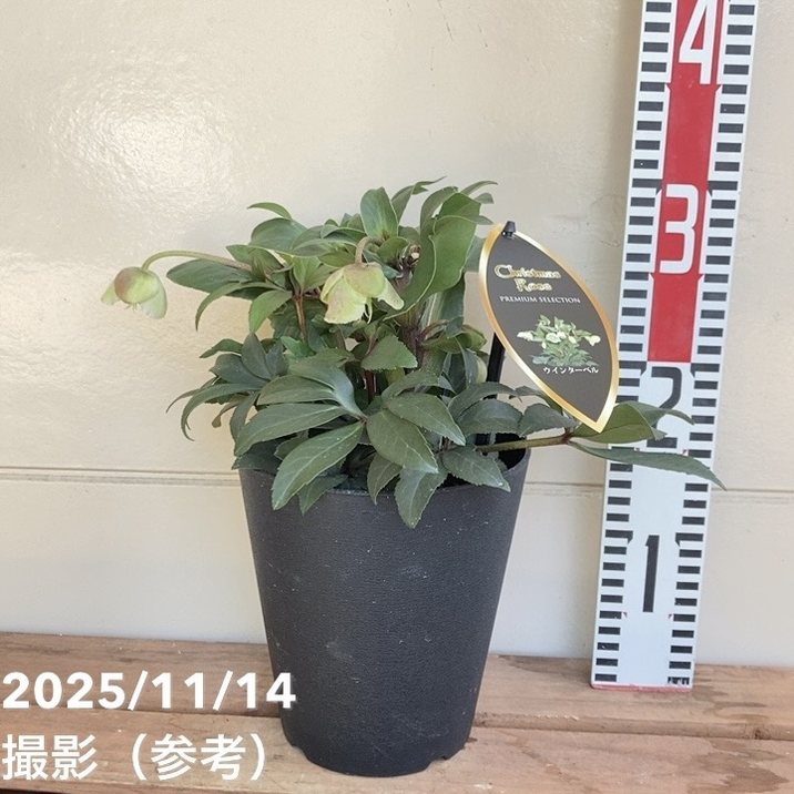 クリスマスローズ プレミアムセレクション 5号 ウィンターベル｜山野04