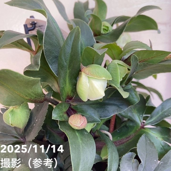 クリスマスローズ プレミアムセレクション 5号 ウィンターベル｜山野04