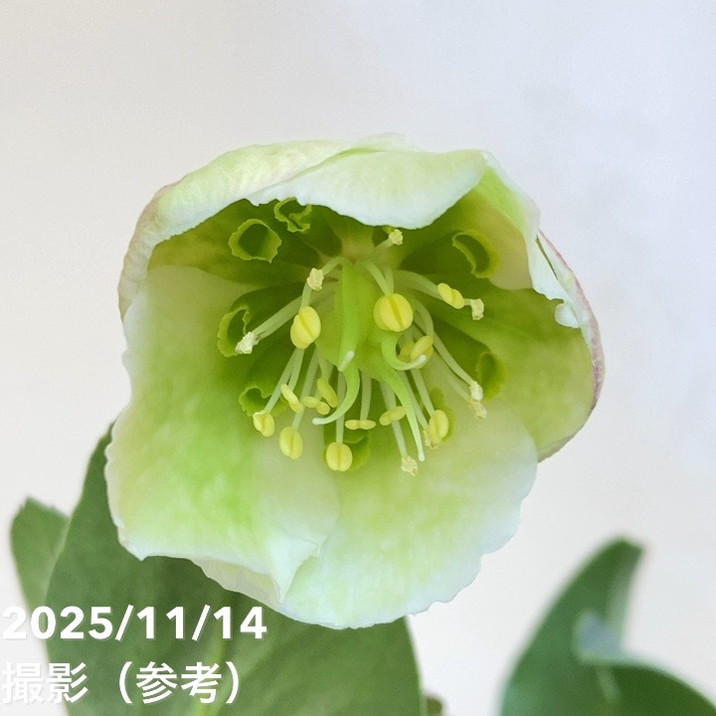 クリスマスローズ プレミアムセレクション 5号 ウィンターベル｜山野04