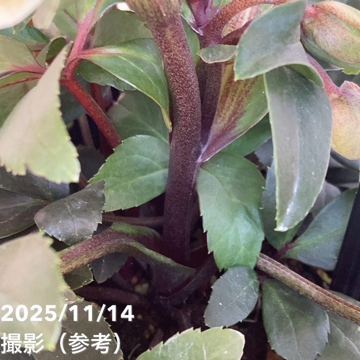 クリスマスローズ プレミアムセレクション 5号 ウィンターベル｜山野04