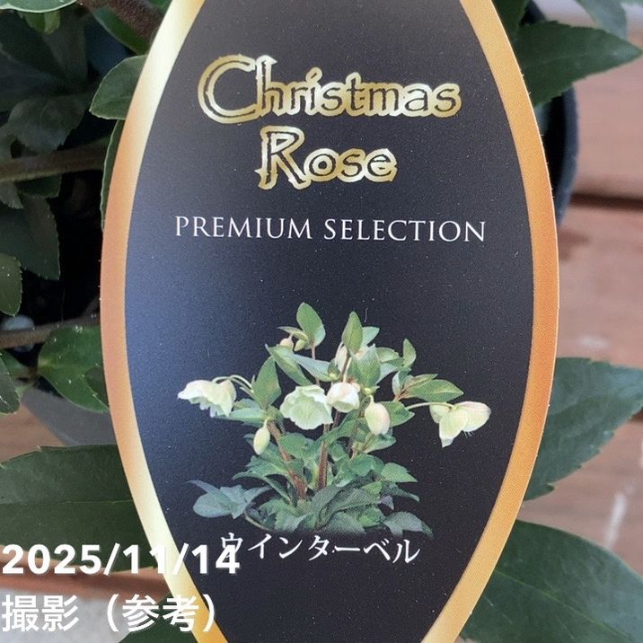 クリスマスローズ プレミアムセレクション 5号 ウィンターベル｜山野04