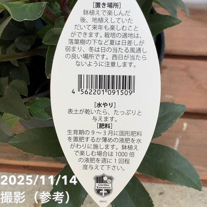 ウィンターローズ 2Fの増量 1点 ウィンターローズ様専用 2Fの増量 1点