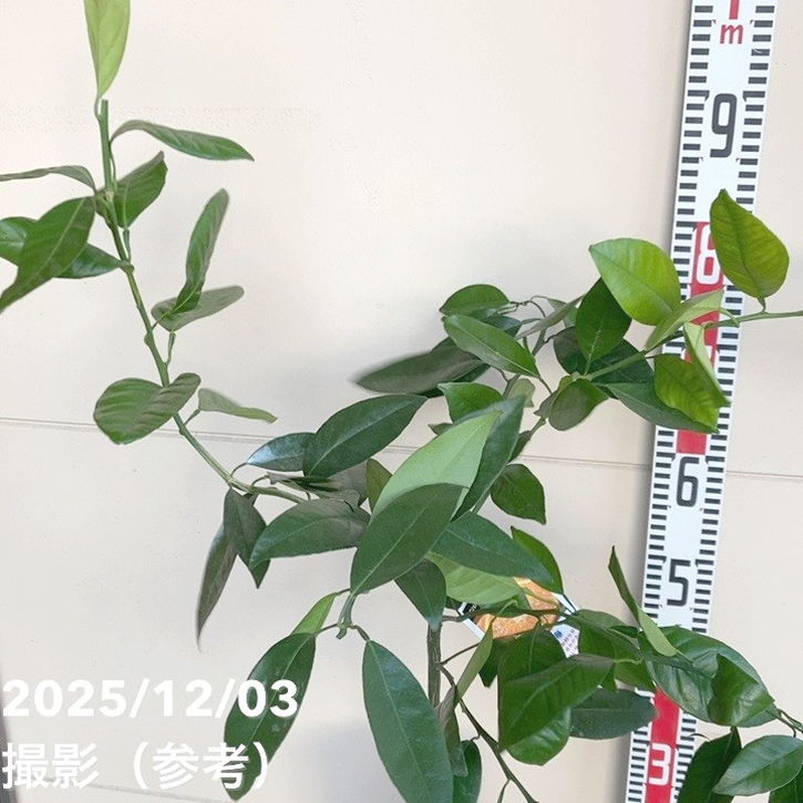 みかん 南津海（なつみ）5号ロングポット｜柑橘｜果樹04-PA | 果樹