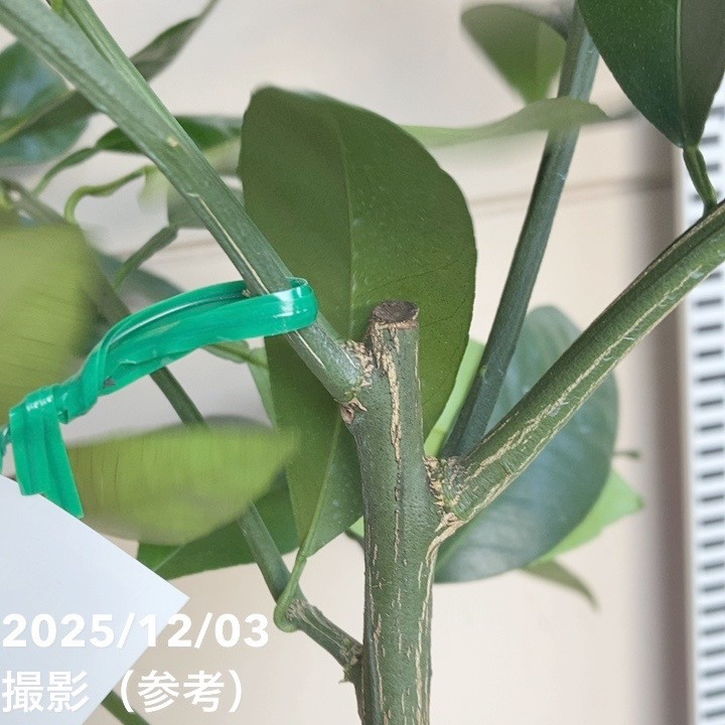 みかん 南津海（なつみ）5号ロングポット｜柑橘｜果樹04-PA | 果樹