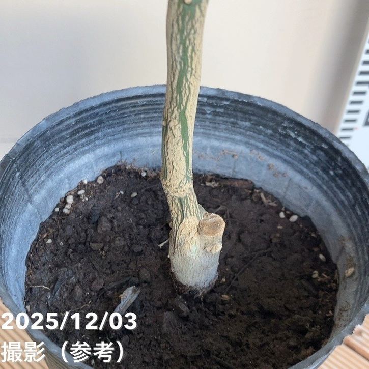 みかん 南津海（なつみ）5号ロングポット｜柑橘｜果樹04-PA | 果樹