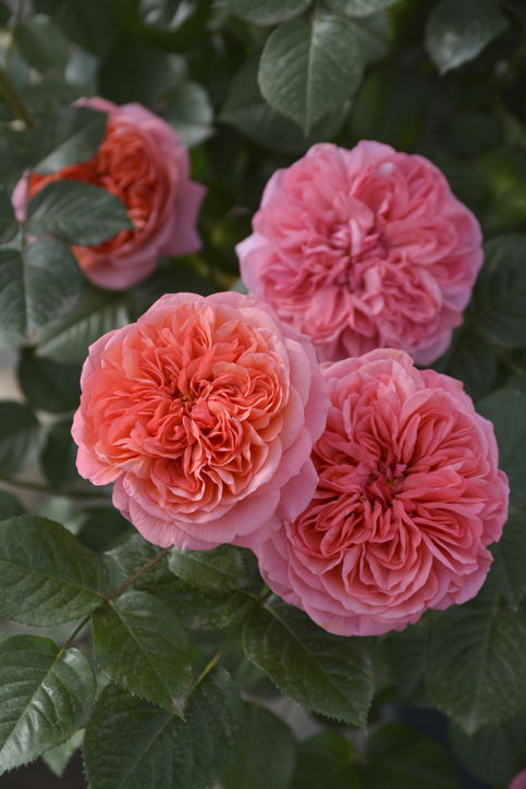 バラ大苗 ライフ 7号 ロサ・オリエンティスプログレッシオ｜花木04-PA