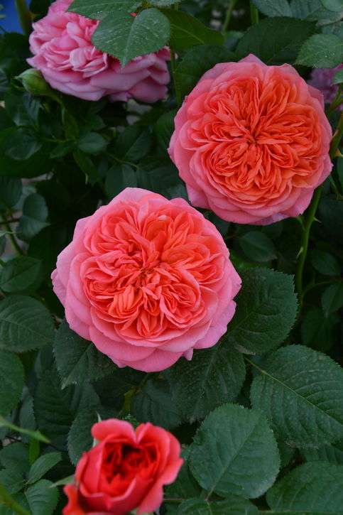 バラ大苗 ライフ 7号 ロサ・オリエンティスプログレッシオ｜花木04-PA