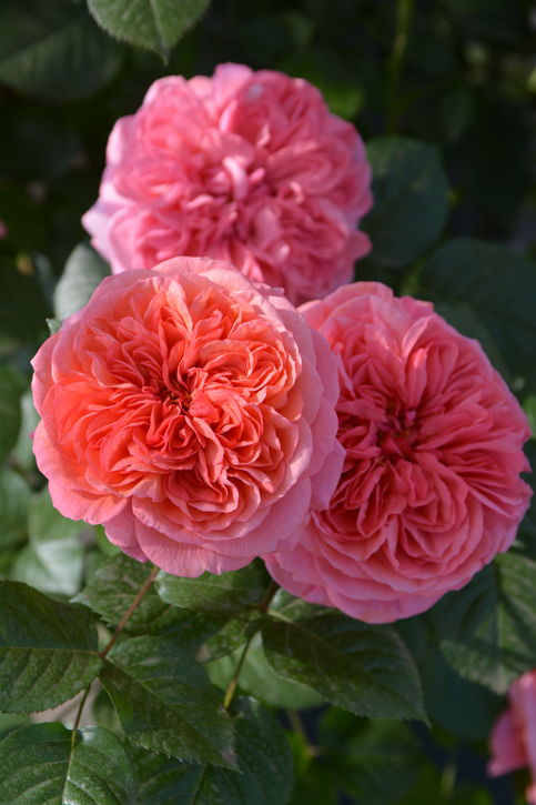 バラ大苗 ライフ 7号 ロサ・オリエンティスプログレッシオ｜花木04-PA