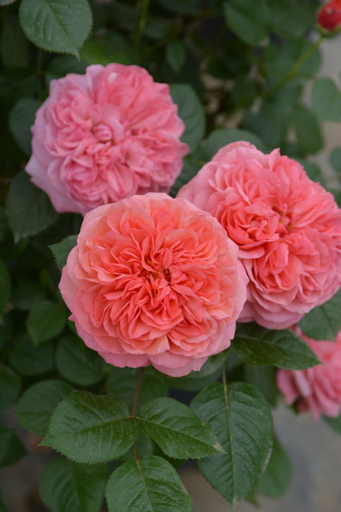 バラ大苗 ライフ 7号 ロサ・オリエンティスプログレッシオ｜花木04-PA