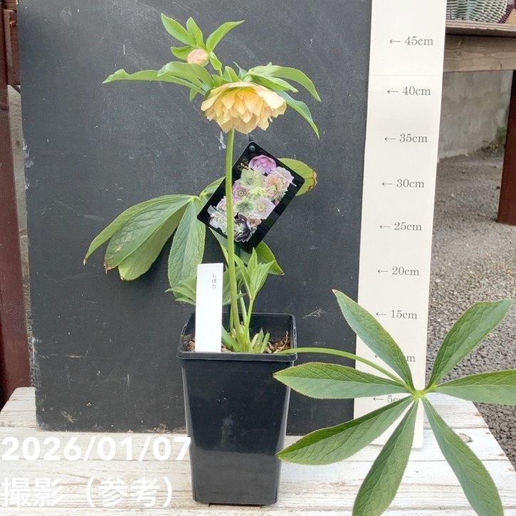 一点物】堀切園 クリスマスローズ ウィンターシンフォニー しぼり 5