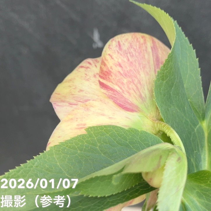 一点物】堀切園 クリスマスローズ ウィンターシンフォニー しぼり 5