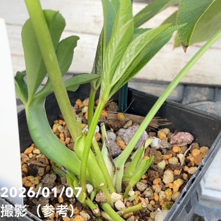一点物】堀切園 クリスマスローズ ウィンターシンフォニー しぼり 5 一点物】堀切園 クリスマスローズ ウィンターシンフォニー しぼり 5