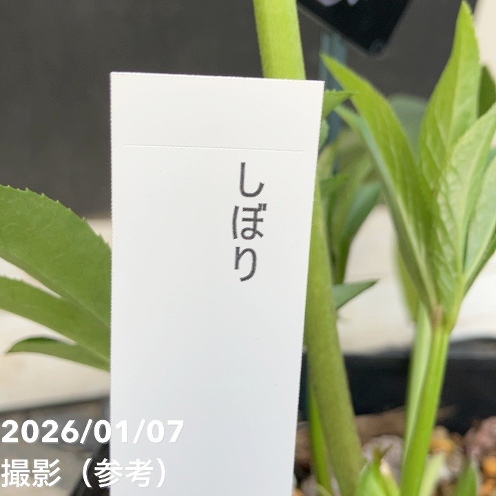 一点物】堀切園 クリスマスローズ ウィンターシンフォニー しぼり 5