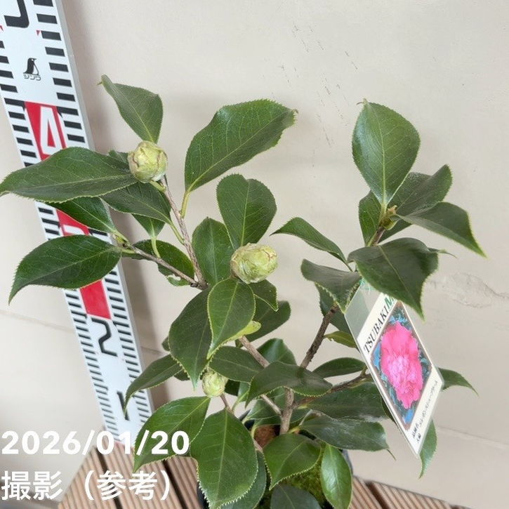 椿 ツバキ 4号 エレガンスシュープリーム［こだわりの前田ナーセリー苗