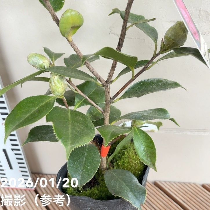 椿 ツバキ 4号 エレガンスシュープリーム［こだわりの前田ナーセリー苗