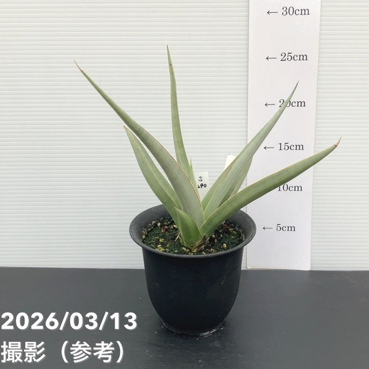 現品お届け】サンスベリア 4号 チャオプラヤー Chaophraya（S240