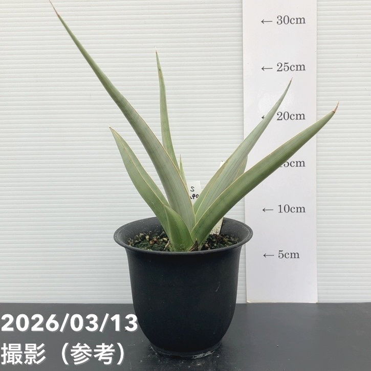 現品お届け】サンスベリア 4号 チャオプラヤー Chaophraya（S240