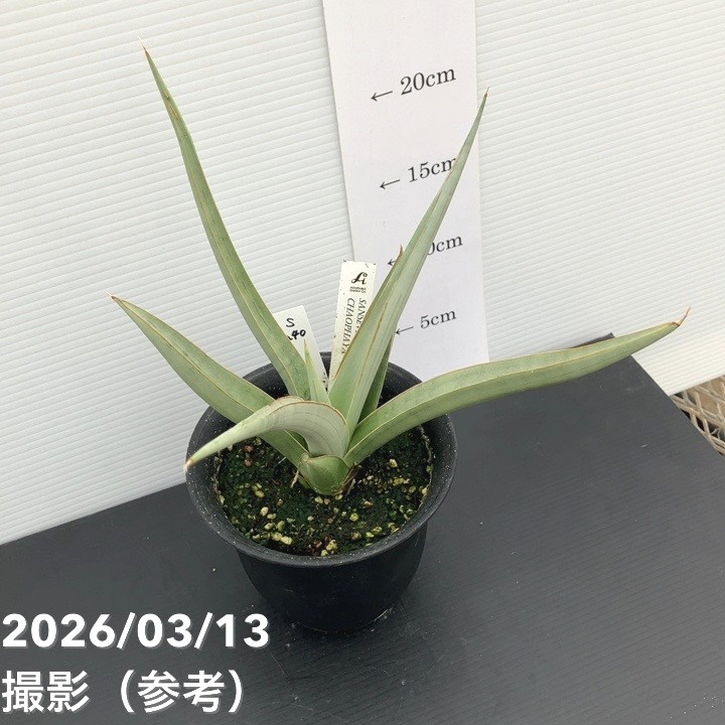 現品お届け】サンスベリア 4号 チャオプラヤー Chaophraya（S240