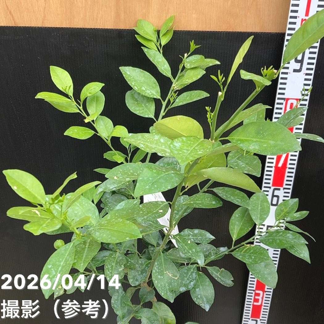 四季橘（四季柑）5号｜柑橘｜果樹04-PA | 果樹,柑橘 | 赤塚植物園