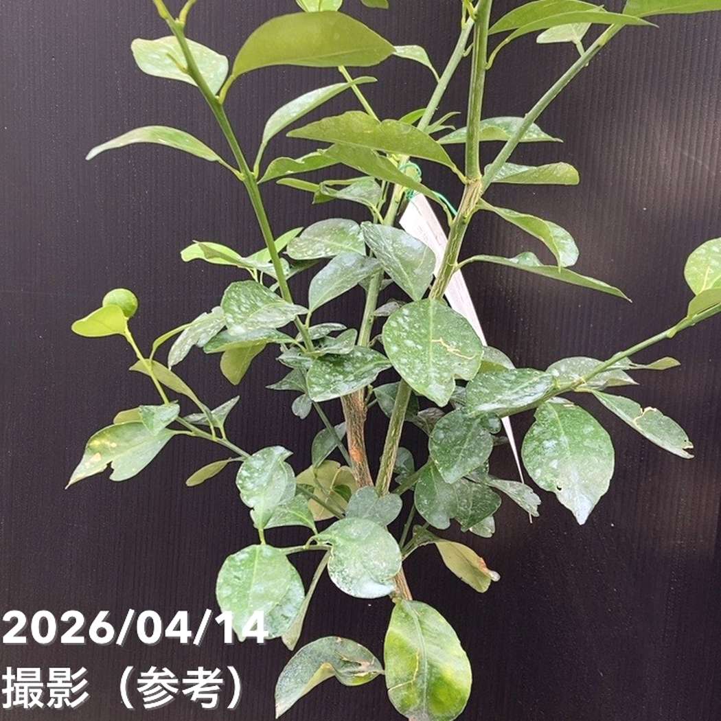 四季橘（四季柑）5号｜柑橘｜果樹04-PA | 果樹,柑橘 | 赤塚植物園