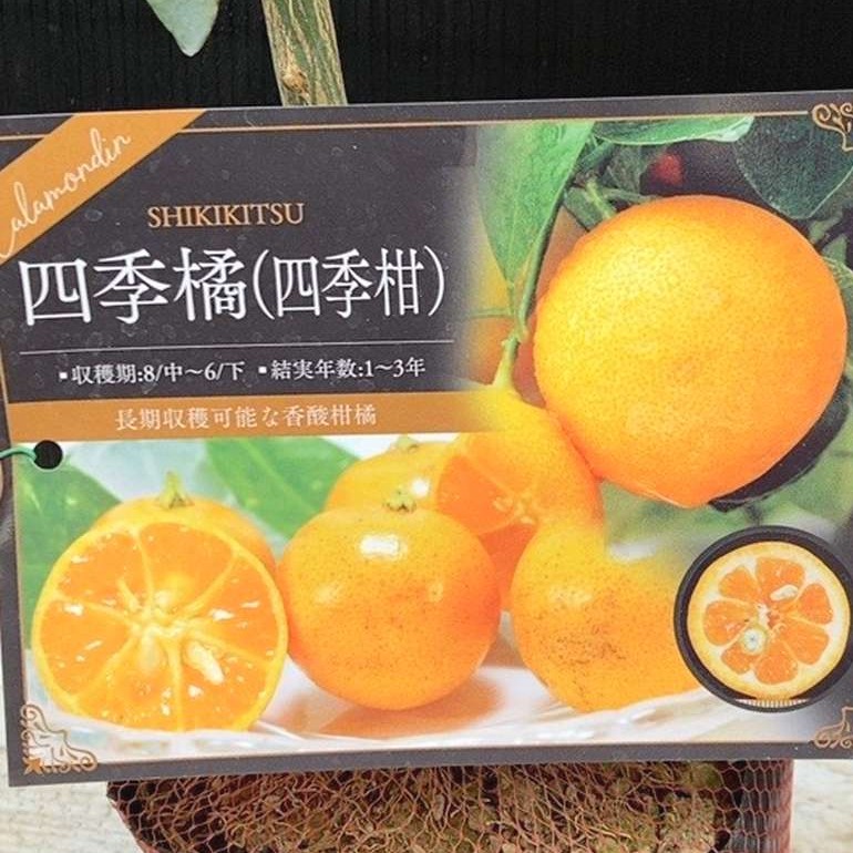 四季橘（四季柑）5号｜柑橘｜果樹04-PA | 果樹,柑橘 | 赤塚植物園