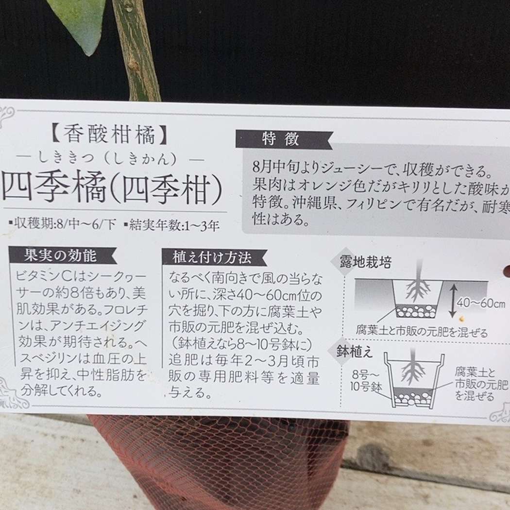 四季橘（四季柑）5号｜柑橘｜果樹04-PA | 果樹,柑橘 | 赤塚植物園